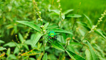 Jewel bug (Chrysocoris stollii) Beetle, Shield bug which belong to the Scutelleridae family and are actually true bug.They are often brilliantly colored, exhibiting a wide range of iridescent metallic