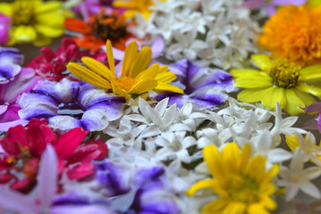 水に浮く花々（伊勢志摩）