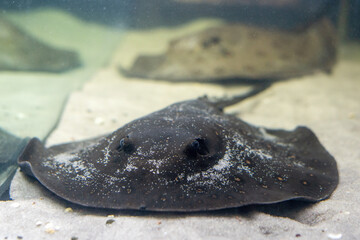 Stingray motoro Potamotrygon motoro in an aquarium on a sandy bottom