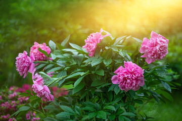 pąki różowej piwoni na tle zielonego ogrodu. Pink peony  © meegi