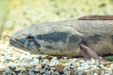 Snakehead fish Channa asiatica swims in the aquarium