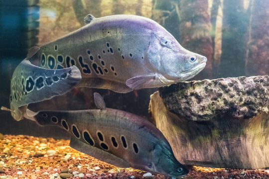 The clown featherback, clown knifefish, or spotted knifefish, Chitala ornata, is a nocturnal tropical fish swimming in the aquarium