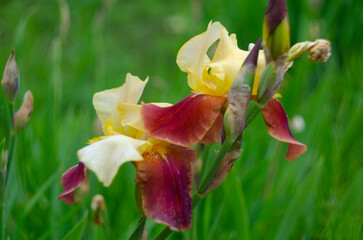 brown and yellow multicolor flowers of iris