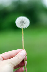 male hand holding one dandelion on natural green background