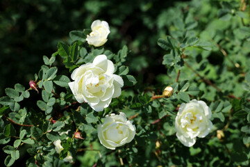 Obraz na płótnie Canvas Flowers of white rose bloom on a bush. Summer garden in sunny day