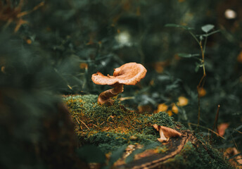 Close up of a mushroom in the forest. Concept of searching good mushrooms in the woods with family during the autumn season