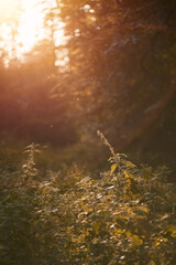 Tall grass in the forest with strong sunshine and bokeh of the woods in the background. Close-up of foliage