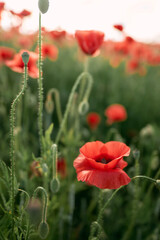 Obraz premium Beautiful summer day over the red poppy flower field. Countryside field with wild flowers and herbs.