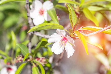 Almond branch with white  flower in full bloom in the garden with sunlight.