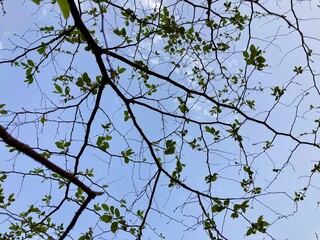 branches against sky