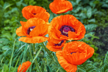 Poppy flowers bloom in the garden. Focus concept