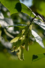 Lime blossoms . Lindenblüten