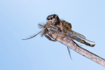 Jumping spiders doesn 't build webs, it jumps and attracts its pray.