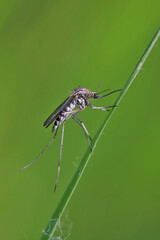 Naklejka premium A mosquito is resting on a green leaf of grass. Male and female mosquitoes feed on nectar and plant juices, but females can suck animal blood. 