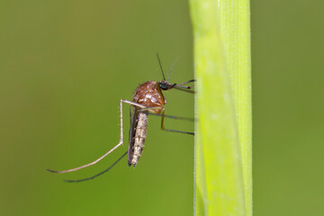 A mosquito is resting on a green leaf of grass. 
Male and female mosquitoes feed on nectar and plant juices, but females can suck animal blood.
