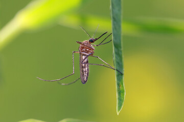 A mosquito is resting on a green leaf of grass. 
Male and female mosquitoes feed on nectar and plant juices, but females can suck animal blood.
