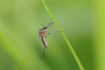A mosquito is resting on a green leaf of grass. 
Male and female mosquitoes feed on nectar and...