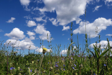 Picturesque view of a blooming meadow with different summer wild flowers. 
Many different flowers and plants create a unique picture of joy and tranquility.
