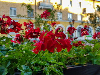 Bright red geraniums in flower boxes as a decor on a city street with blur effect against the background of buildings on a warm sunny day.