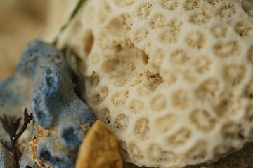 corals on the sand