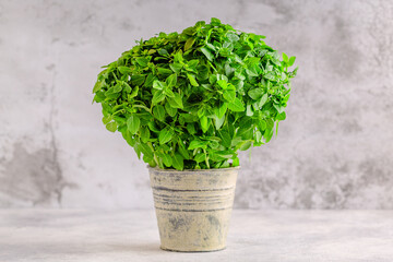 Basil aromatic plant in pot.