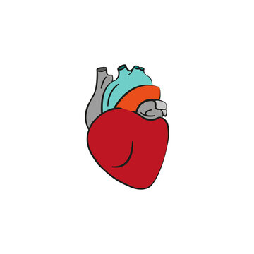 Vector isolated human heart 