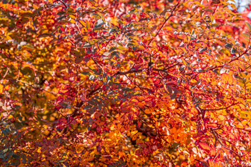 Colorful leaves during autumn season