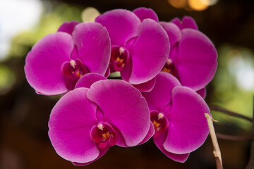 Naklejka na ściany i meble Branch of beautiful Phalaenopsis orchid. Phalaenopsis growing, orchids. Floral background.