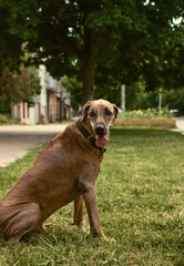Rhodesian ridgeback in the city in summer