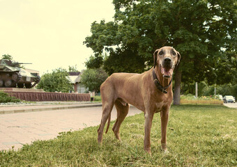 Rhodesian ridgeback in the city in summer