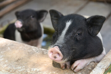 Cute piglet in farm looking at camera.