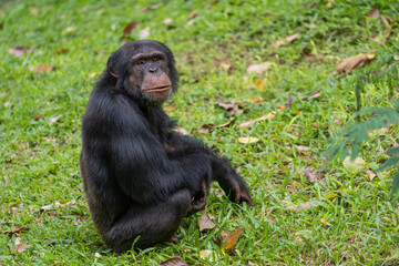 Pan troglodytes - Chimpanzees sits on a green grass looking at camera and holding their teeth