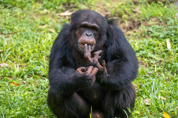 Pan troglodytes - Chimpanzees sits on a green grass looking at camera and holding their teeth