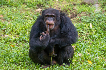Pan troglodytes - Chimpanzees sits on a green grass looking at camera and holding their teeth