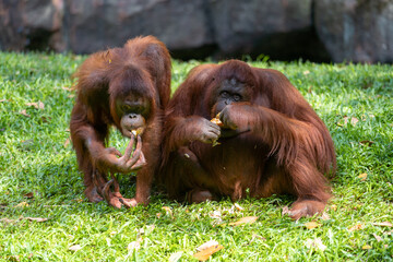 Orangutan share food with others. Orangutans are great apes native to the rainforests of Indonesia...