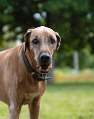 Rhodesian ridgeback in the city in summer