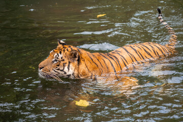 Fototapeta na wymiar Panthera tigris tigris - Bengal Tiger have ability to swim and hunt its prey in a water