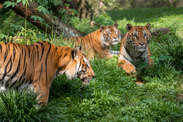 Panthera tigris tigris - Bengal Tigers can be described as solitary but social animals. They usually live alone but they may gather together depending on various circumstances
