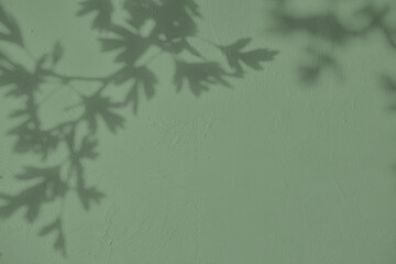 Shadow of leaves on pastel green concrete wall texture with roughness and irregularities. Abstract...