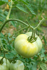 Unripe green tomatoes growing on bush in the garden.