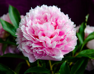 sprig of blooming peony flowers. blooming peony flowers.