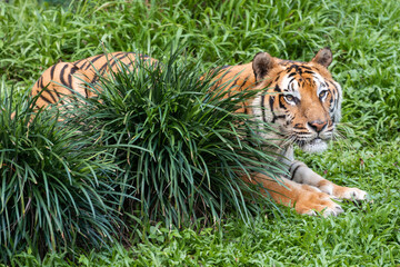 Panthera tigris tigris - Bengal Tiger walk on a green grass which is their natural habitat in a green forest or jungle