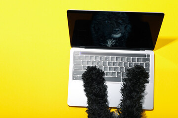Dog paws on laptop with dog reflection on yellow background