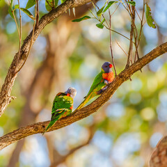 Rainbow Lorikeets in the gum tree