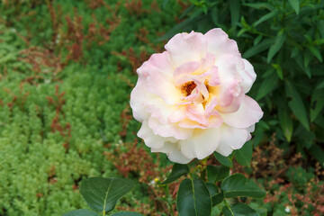 Bud of pink rose with blurred green leaves on background.