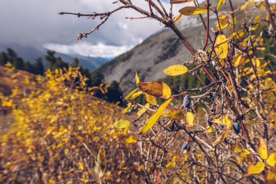 Withered honeysuckle bush branch. Autumn mountain view with honeyberry blue-berry honeysuckle. Haskap berries with a picturesque autumn landscape view in the background. Stock photography.