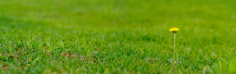Fototapeta na wymiar green grass in the morning. One dandelion on the grass