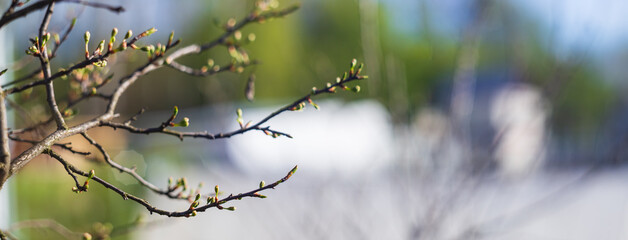 Panorama of branches with buds on a blurred background. Young spring shoots of a tree