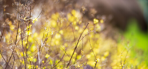 Panoramic background of a garden bush surrounded by fresh green grass. Beautiful natural countryside landscape. Selective focusing on foreground with strong blurry background and copyspace