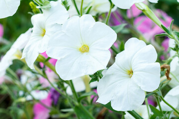 Fototapeta premium Summer background with petunia flower in sunlight.
